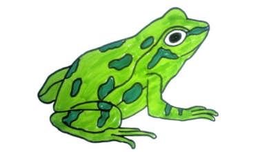 frog drawing