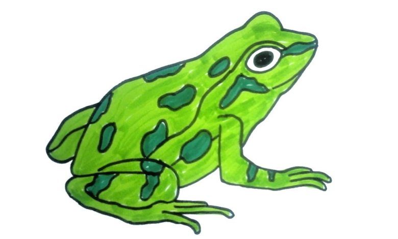 frog drawing